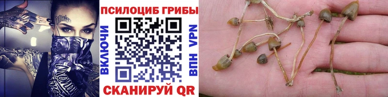 Псилоцибиновые грибы ЛСД  Купить где  Аргун 